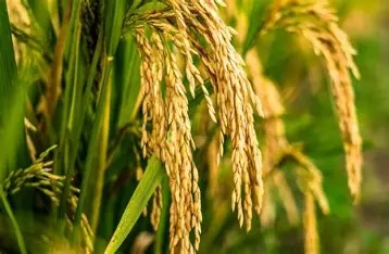Lush Assam Agricultural Crop Fields Sourcing